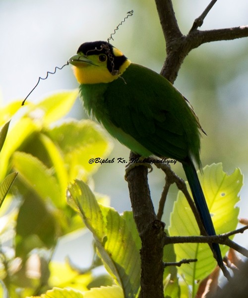 Long-tailed Broadbill - Biplab kumar Mukhopadhyay