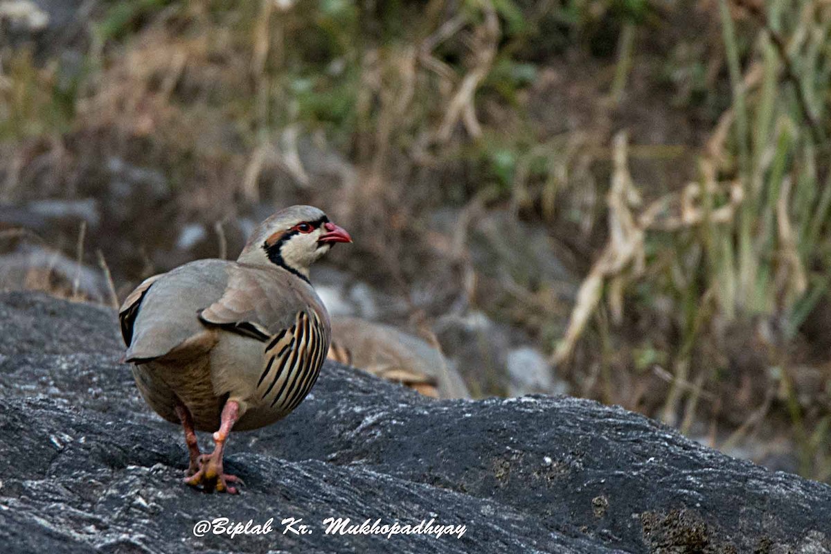 Chukar - ML205859901