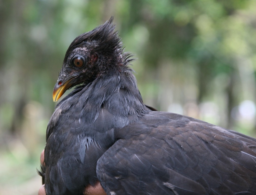 Biak-Großfußhuhn - ML205860051