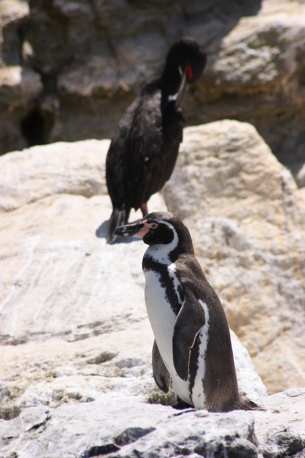 Humboldt Penguin - ML205860151