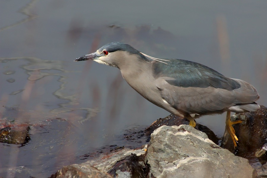 Black-crowned Night Heron (Dusky) - Rémi Bigonneau