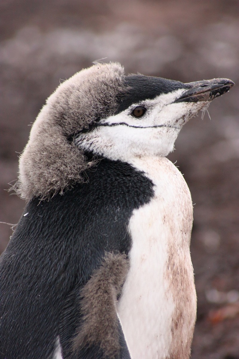 tučňák uzdičkový - ML205860411