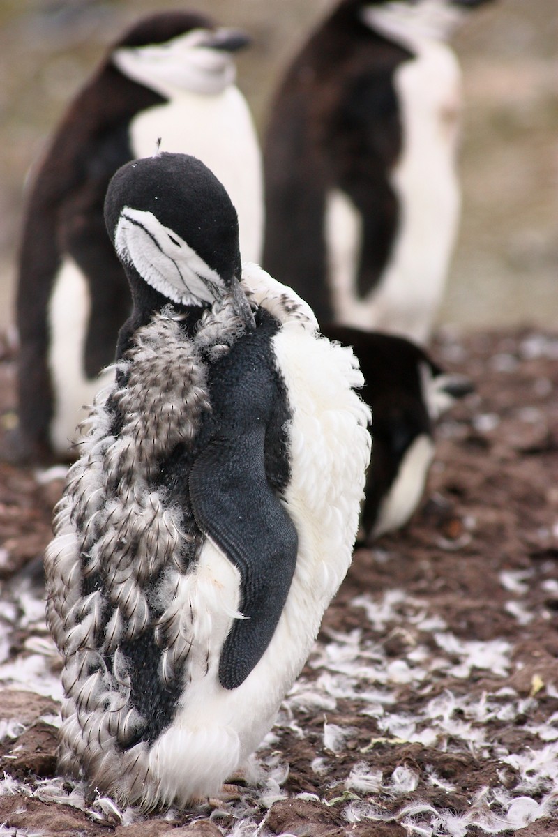 Антарктический пингвин - ML205860431