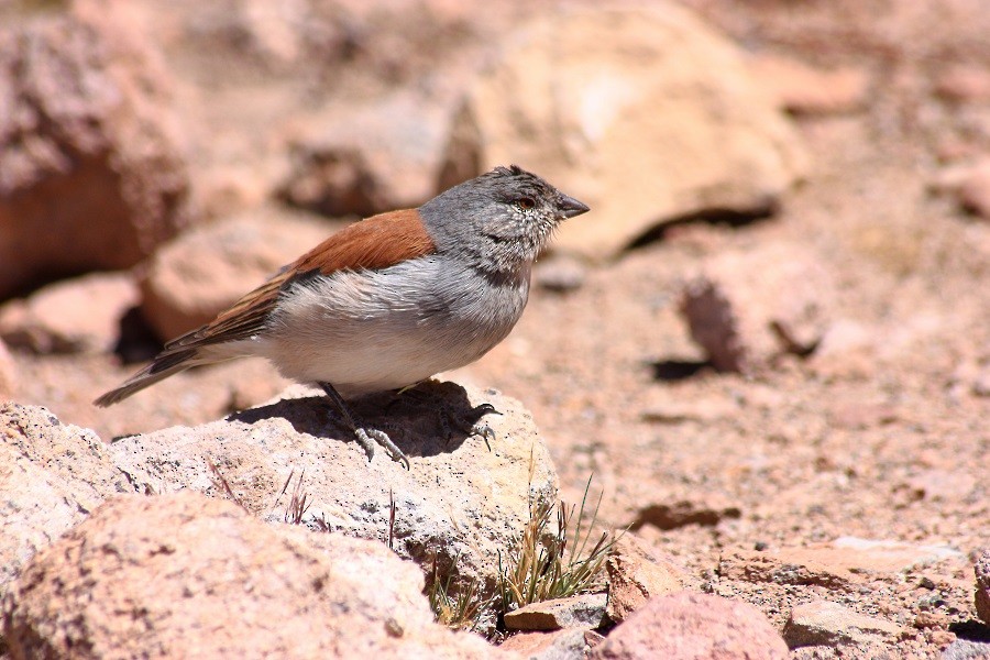 Red-backed Sierra Finch - Rémi Bigonneau