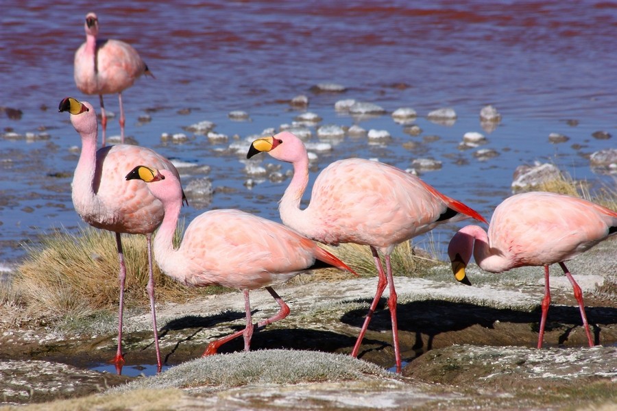 James's Flamingo - Rémi Bigonneau