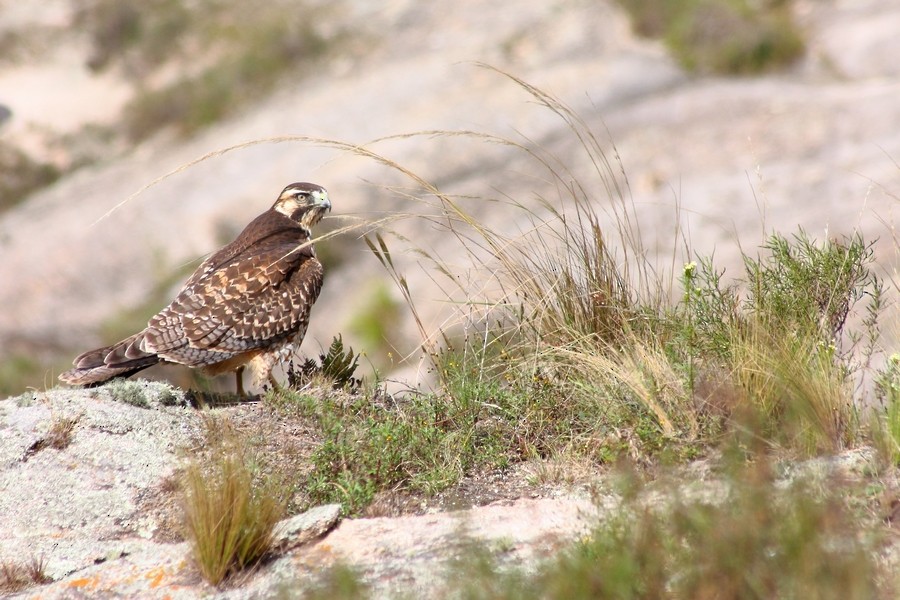 Variable Hawk (Puna) - Rémi Bigonneau