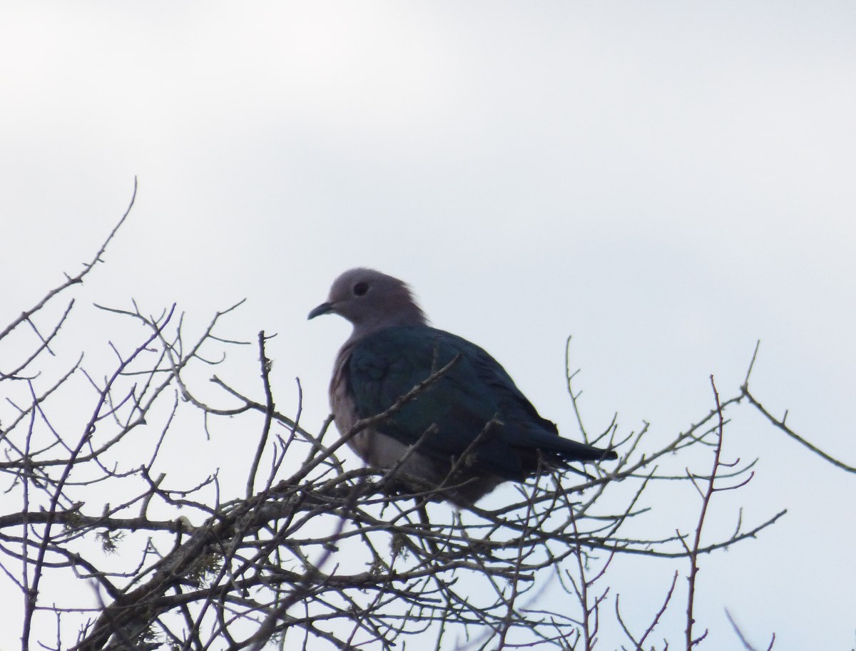 Green Imperial-Pigeon (Green) - A Emmerson
