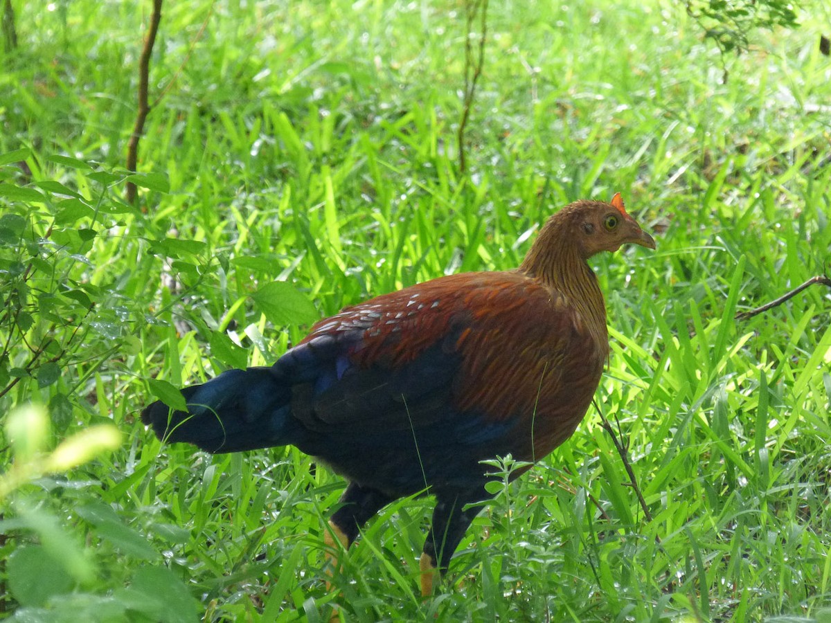 Sri Lanka Junglefowl - ML205861481