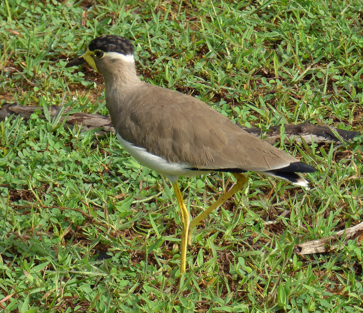 Yellow-wattled Lapwing - A Emmerson