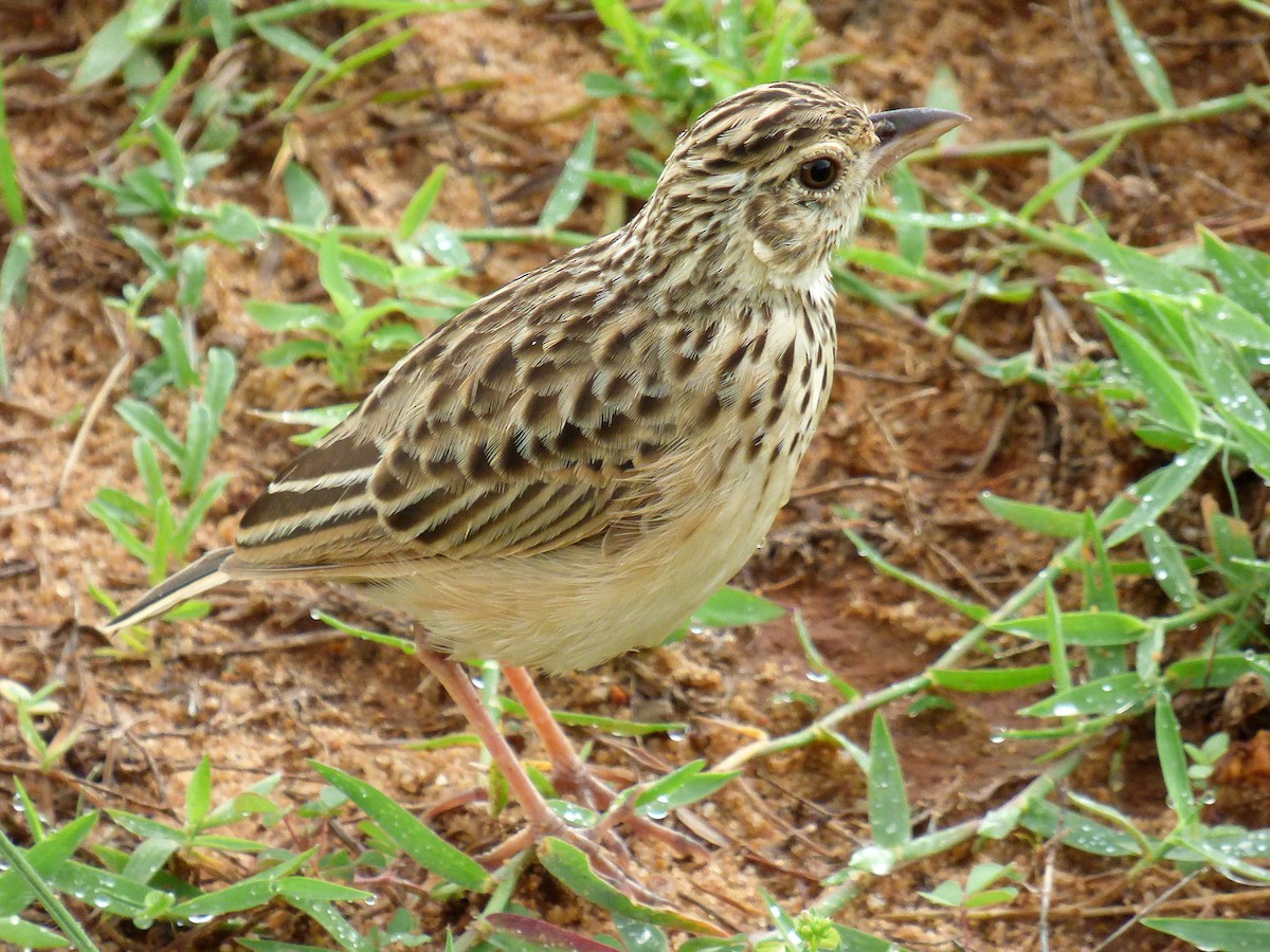 Oriental Skylark - ML205861531