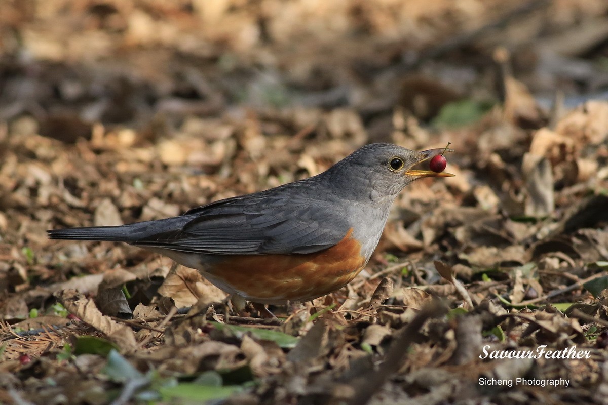 Gray-backed Thrush - Sicheng Wan