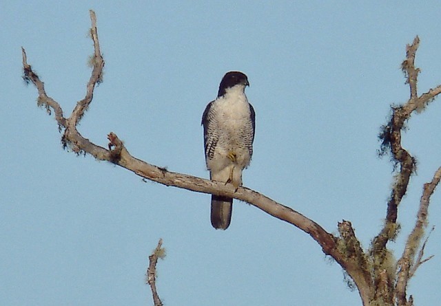 Meyer's Goshawk - ML205861801