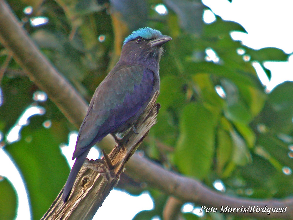 Purple-winged Roller - Pete Morris (Birdquest)