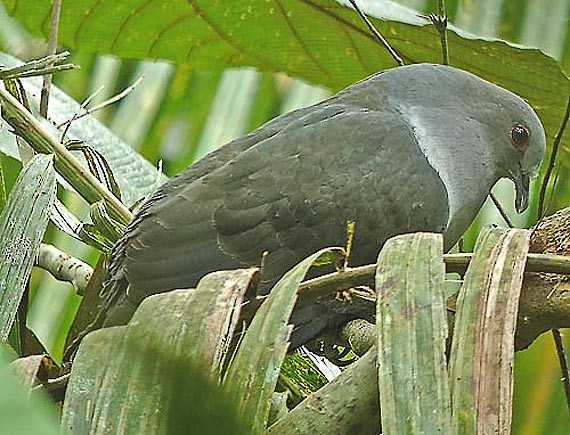 Sombre Pigeon - ML205861921