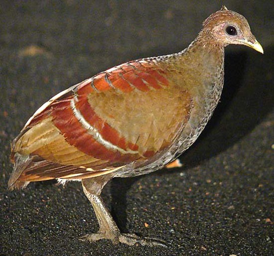 Moluccan Megapode - ML205861931