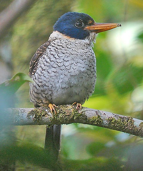 Scaly-breasted Kingfisher (Scaly-breasted) - ML205861981