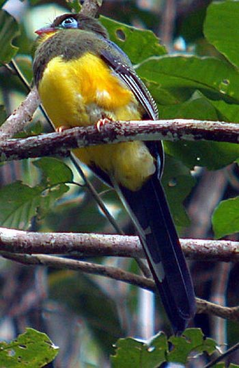 trogon sumaterský - ML205862111