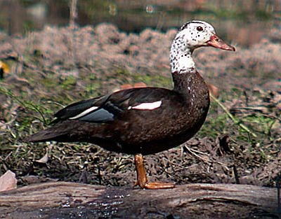 White-winged Duck - ML205862131