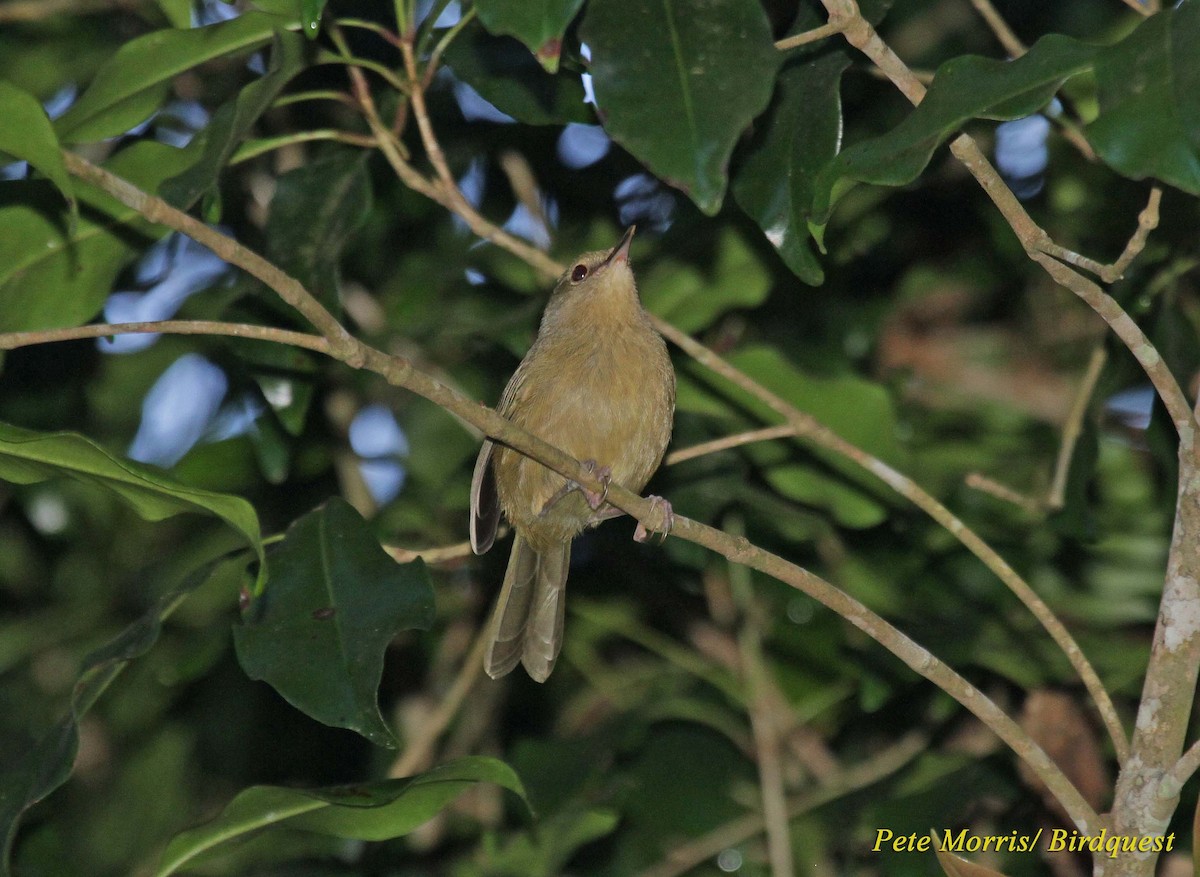 Moheli Brush-Warbler - ML205862551