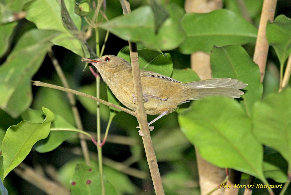 Moheli Brush-Warbler - ML205862561