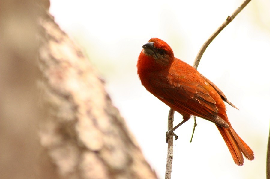 Hepatic Tanager (Northern) - ML205862591