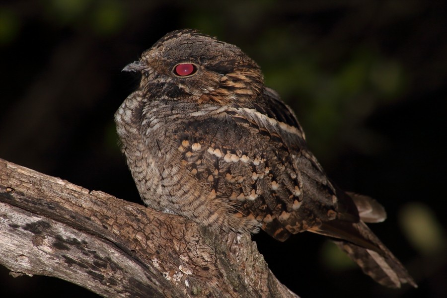 Scissor-tailed Nightjar - ML205863011