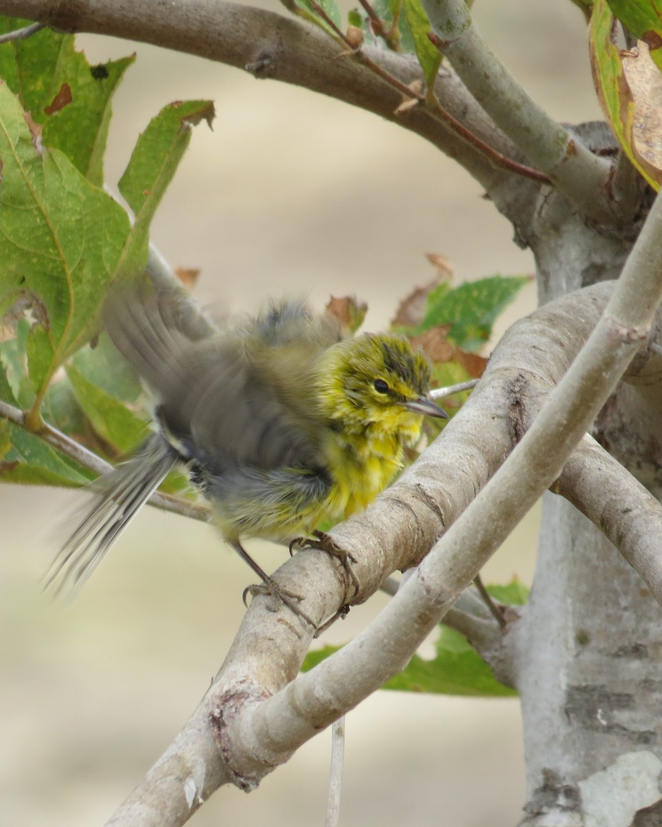 Pine Warbler - ML20586331