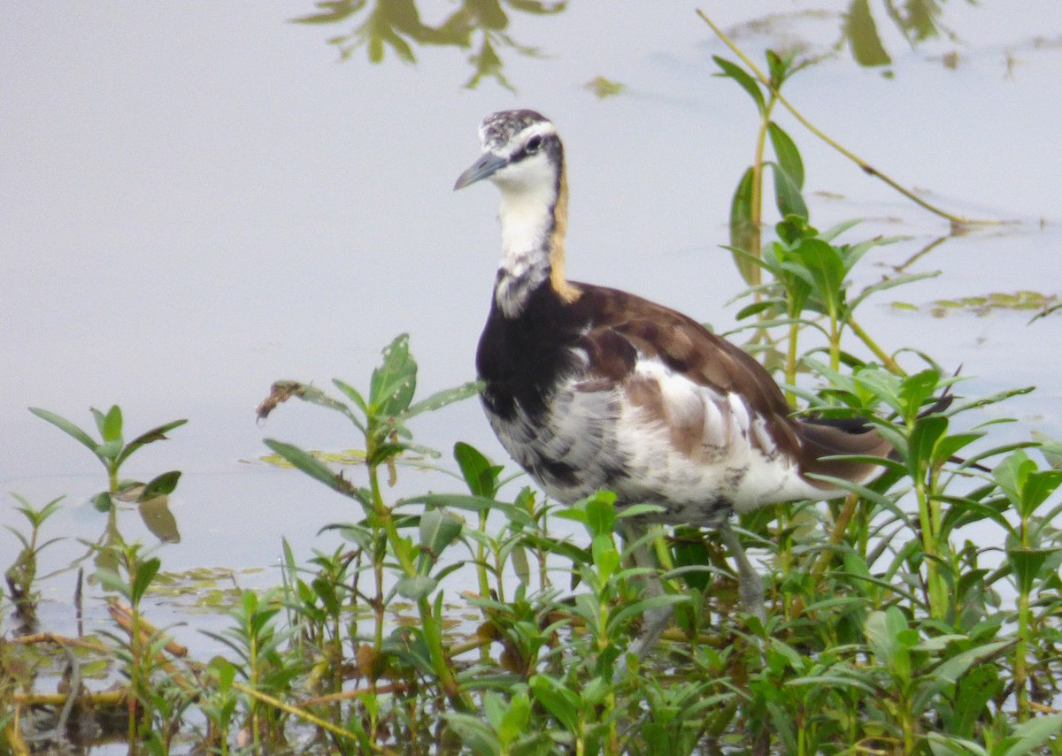 Pheasant-tailed Jacana - A Emmerson