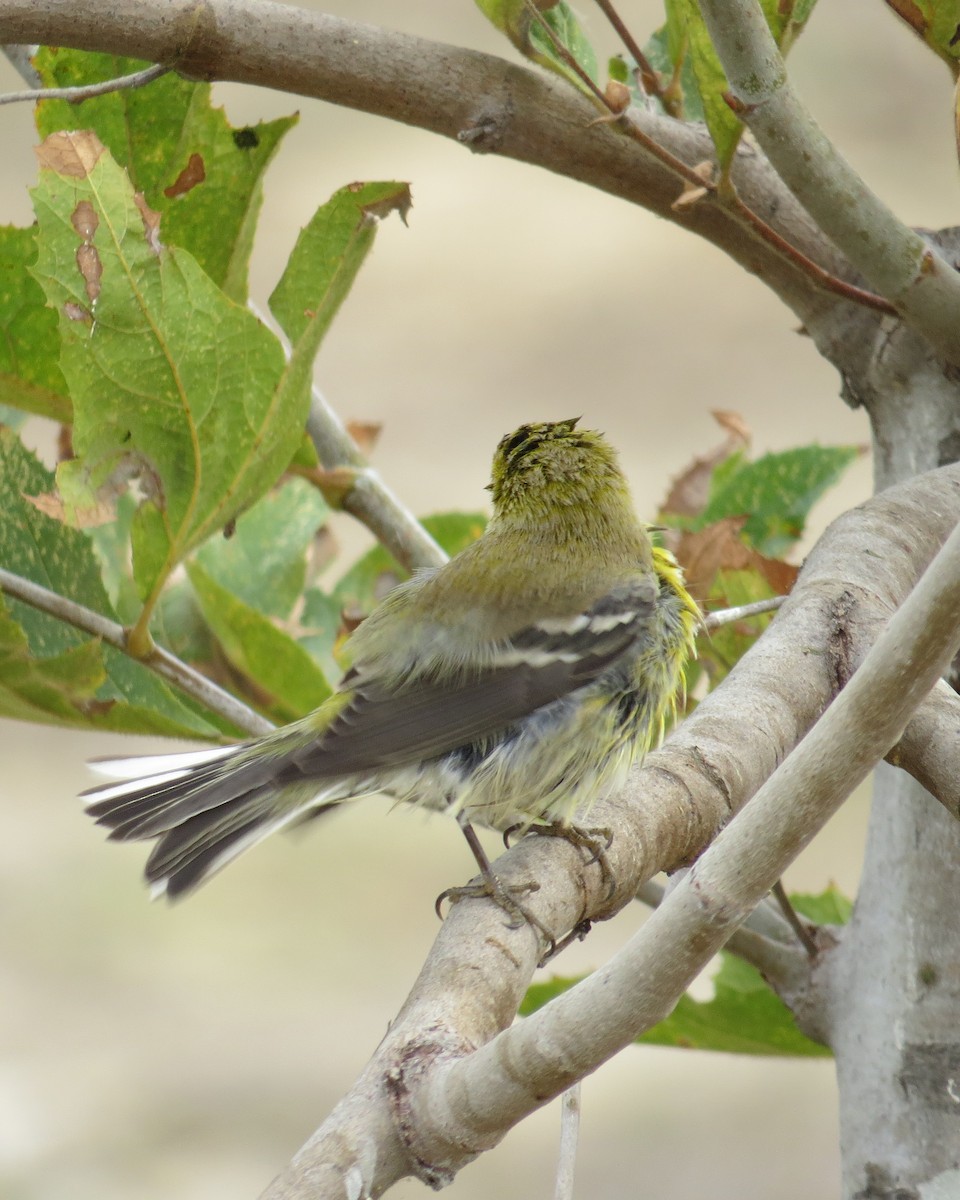 Pine Warbler - ML20586341