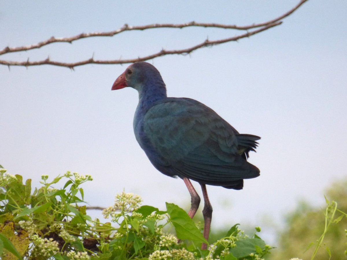 Gray-headed Swamphen - A Emmerson