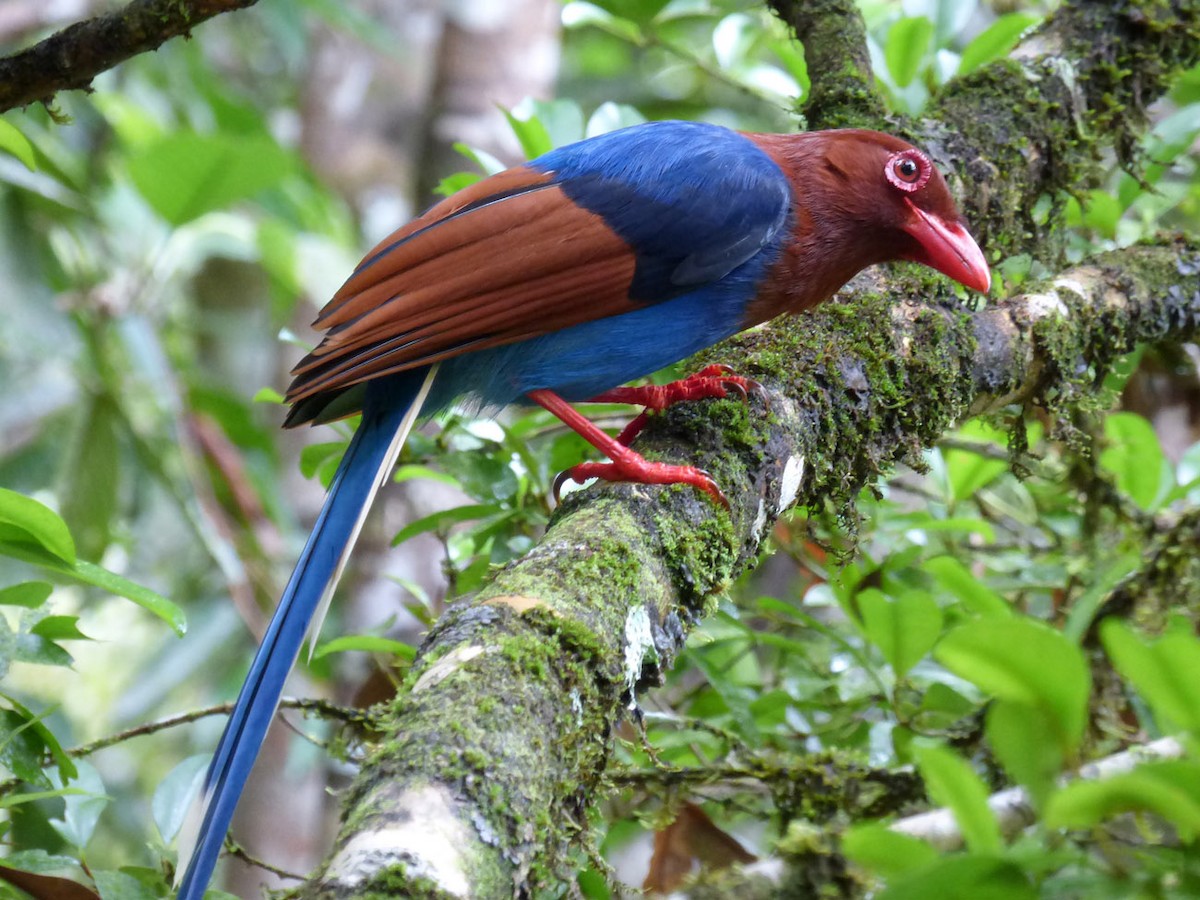 Sri Lanka Blue-Magpie - ML205863521