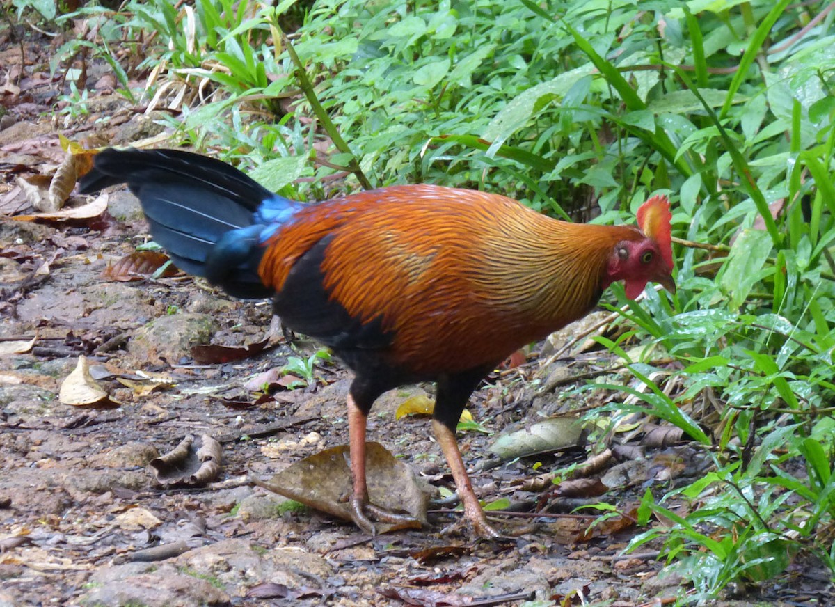 Sri Lanka Junglefowl - ML205863581