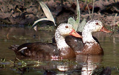 White-winged Duck - ML205864051