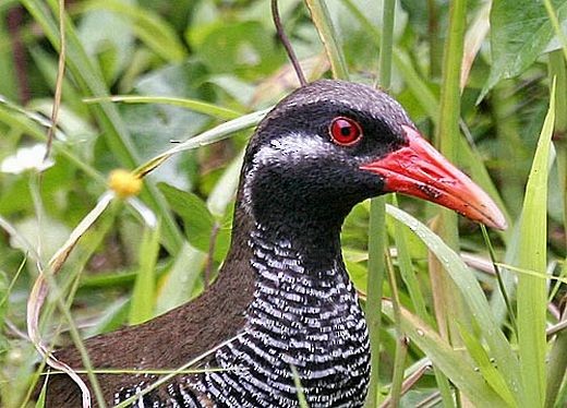 Photos - Okinawa Rail - Gallirallus okinawae - Birds of the World