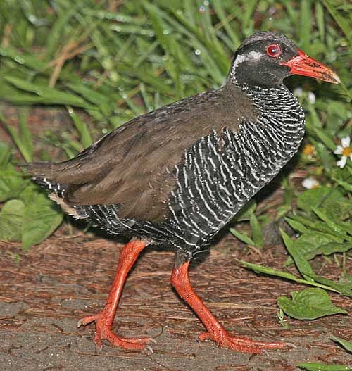 Okinawa Rail - Pete Morris