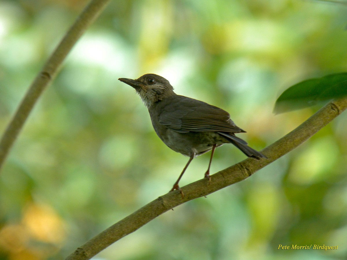 Comoro Thrush - Pete Morris (Birdquest)
