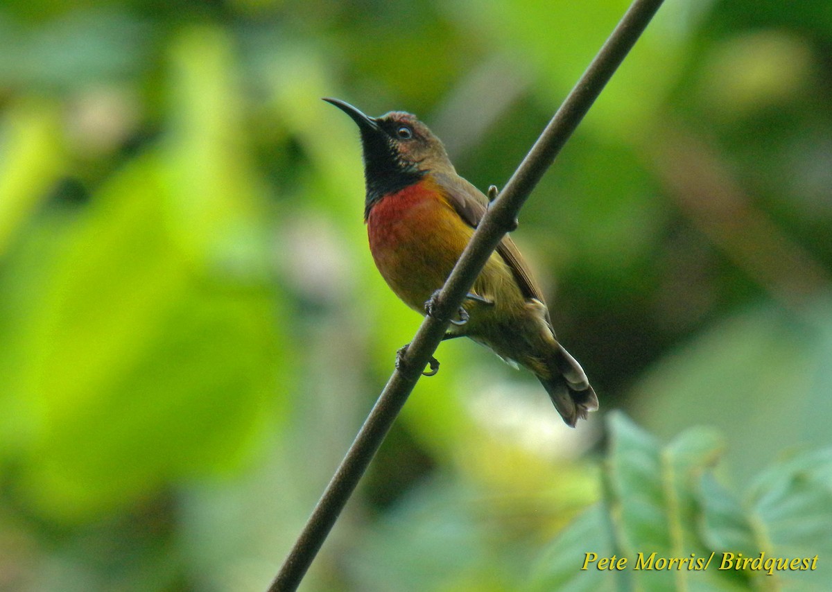 Humblot's Sunbird - ML205864711