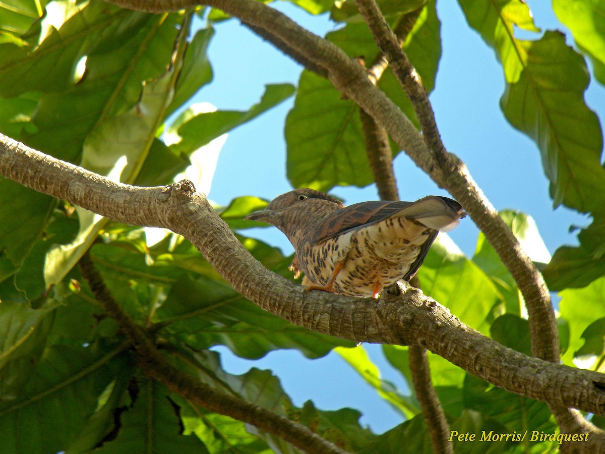 Cuckoo-roller - ML205864721