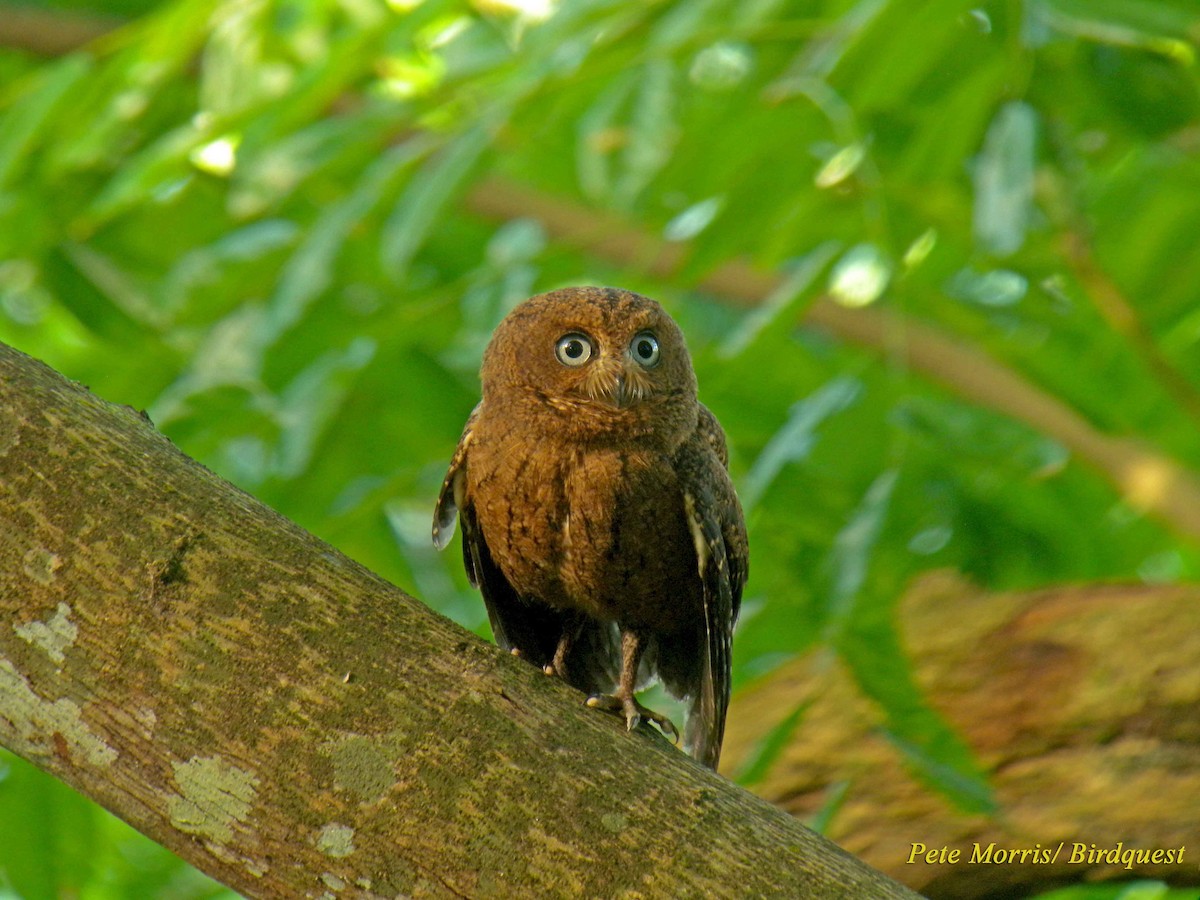 výreček mohelijský - ML205864731