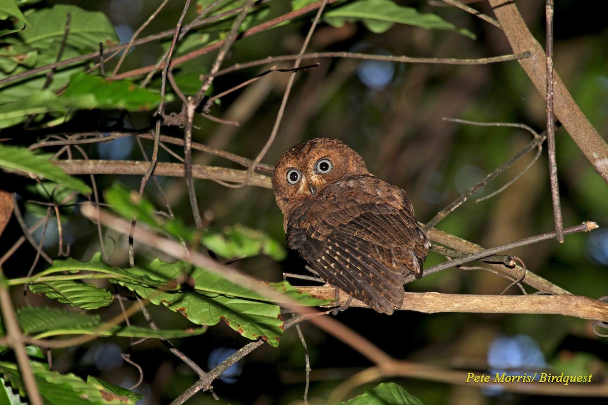 výreček mohelijský - ML205864741