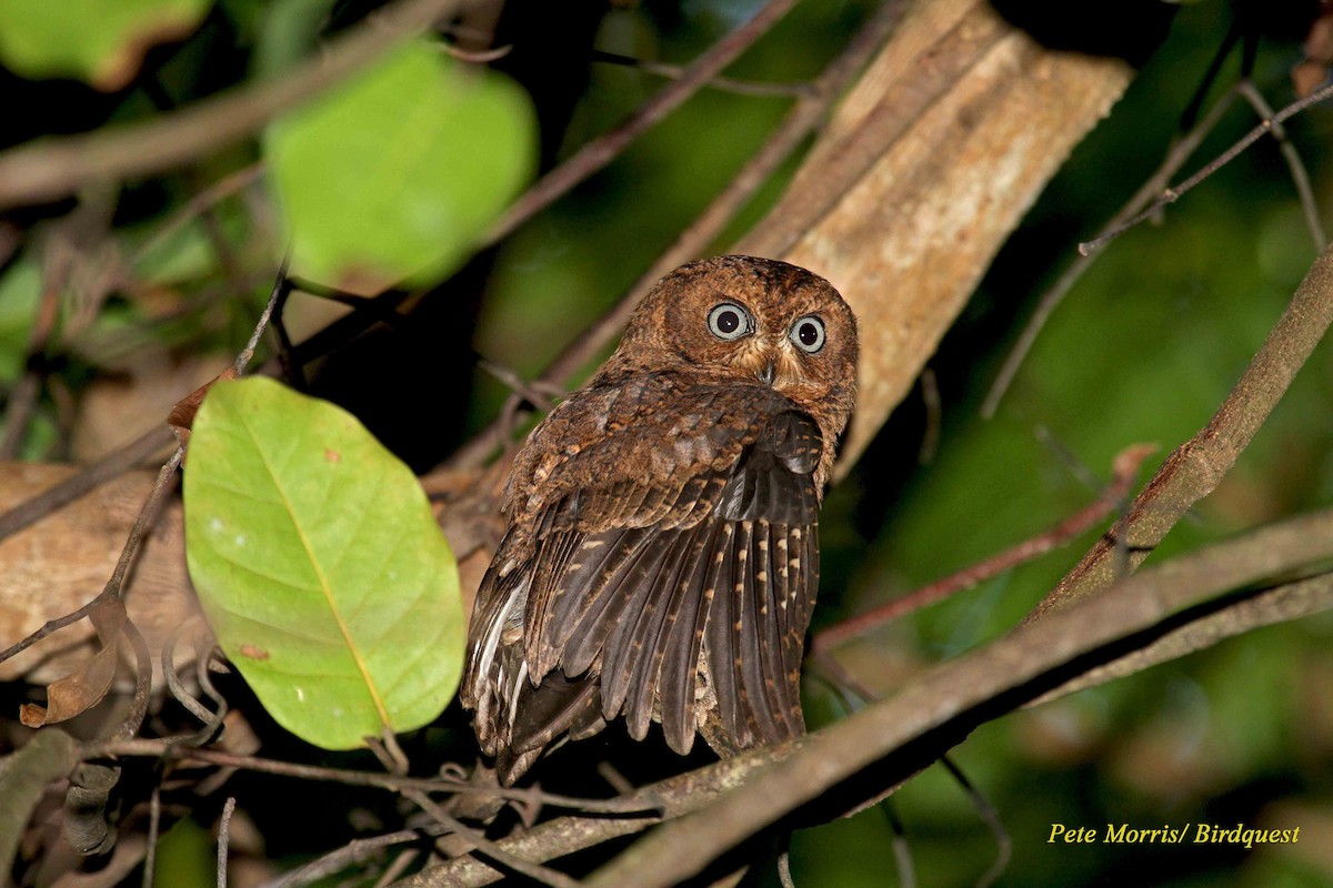 Moheli Scops-Owl - ML205864751