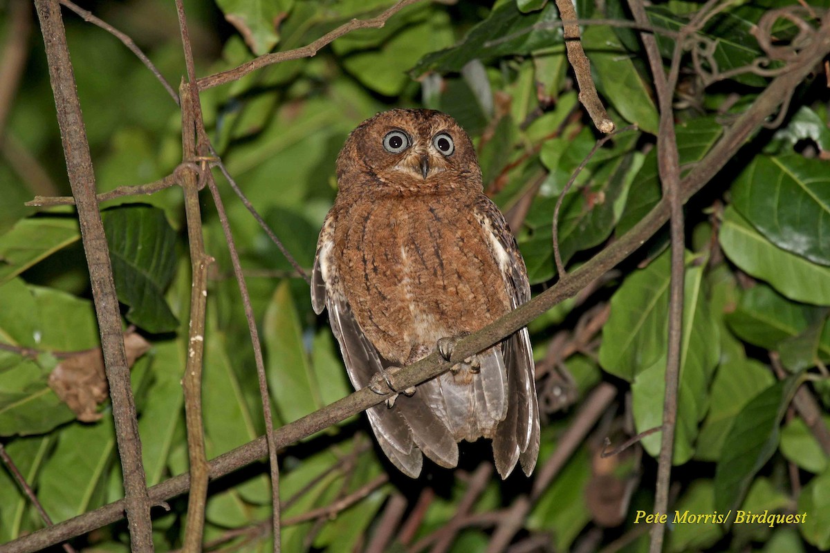 výreček mohelijský - ML205864761