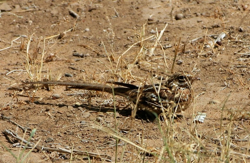 Long-tailed Nightjar - ML205864911