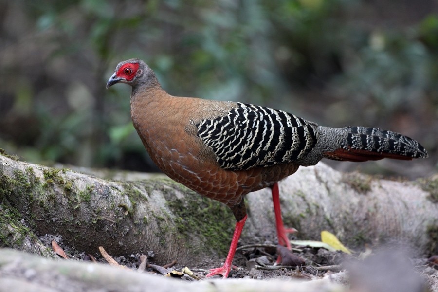 Siamese Fireback - 独行虾 Bird.soong