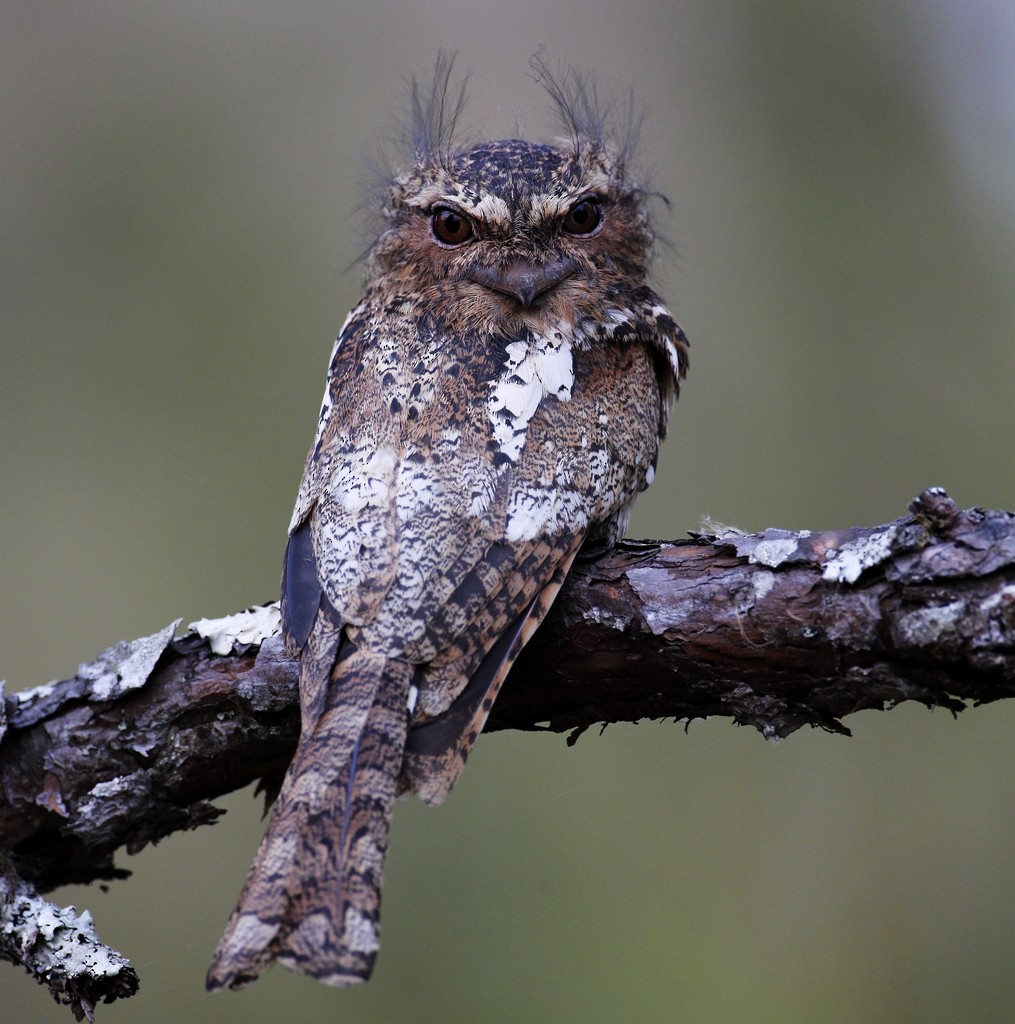 Hodgson's Frogmouth - ML205865101