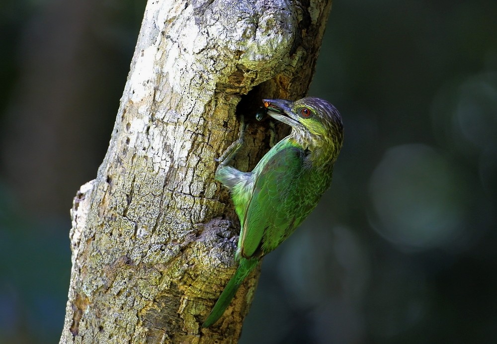 Green-eared Barbet - 独行虾 Bird.soong