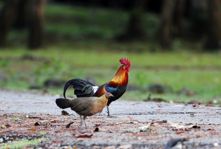 Red Junglefowl - 独行虾 Bird.soong