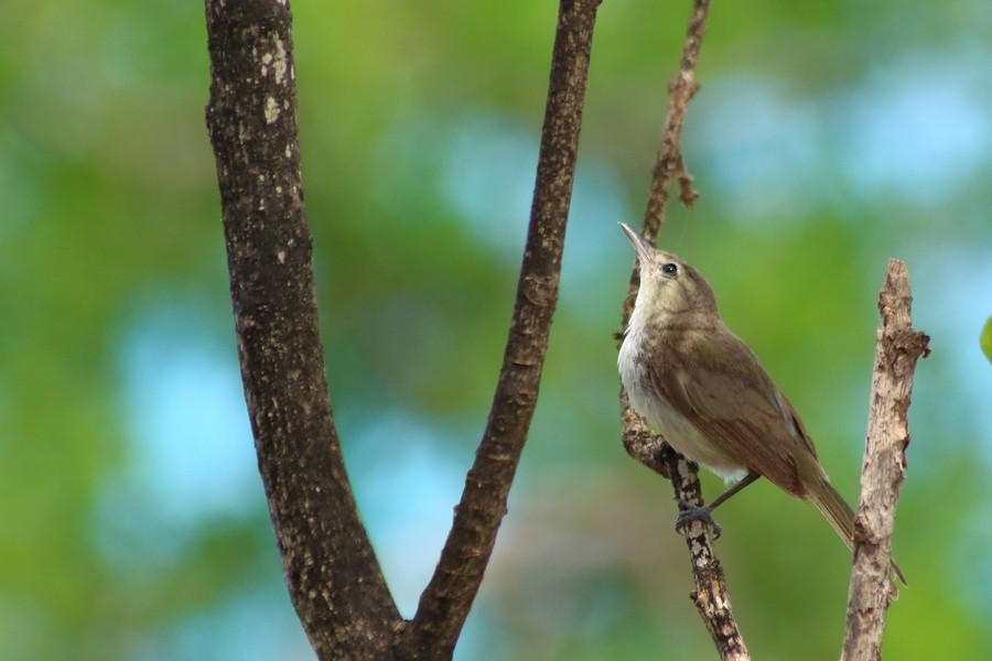 Noronha Vireo - ML205865751