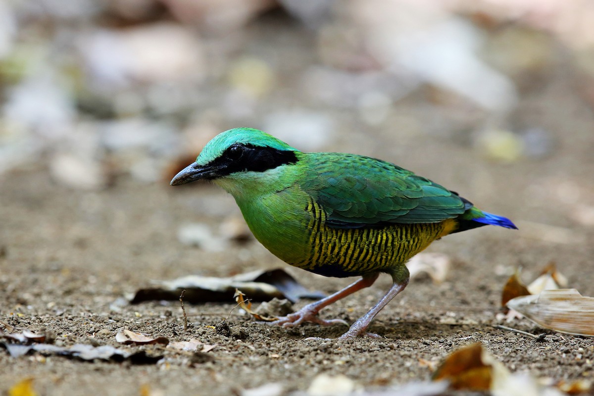 Bar-bellied Pitta - 独行虾 Bird.soong