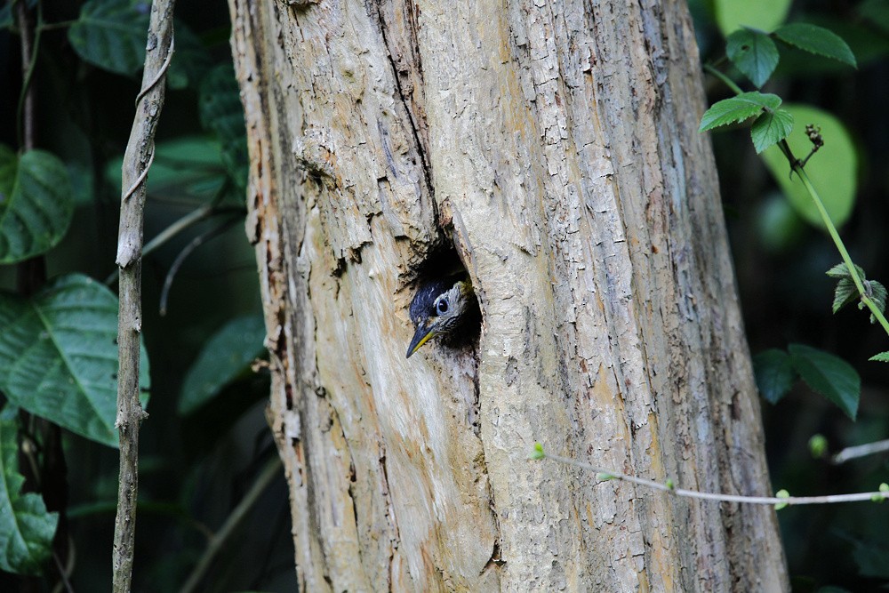 Streak-breasted Woodpecker - ML205867491